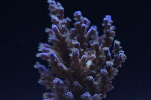 ORA Acropora at f/5