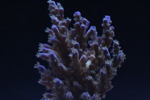 ORA Acropora at f/9