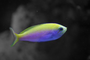 Anthias ColorSplash