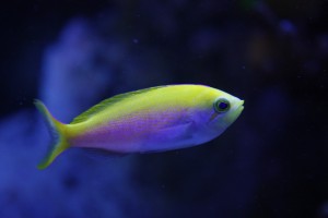 Anthias Original