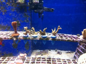 Aquarium Picture from Super Pet World