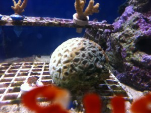 Aquarium Picture from Super Pet World