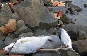 Massive Fish Kill Arkansas