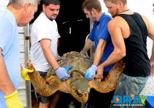 ORA Sea Turtle Rescue