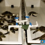 ORA Sea Turtle Rescue