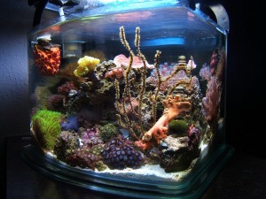 Pico Aquarium With Corals