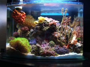 Pico Reef Aquarium