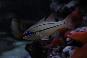 Seale's Cardinalfish (Apogon sealei)