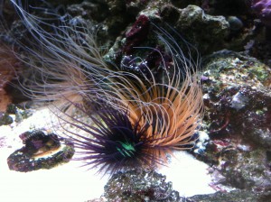 Tube Anemones