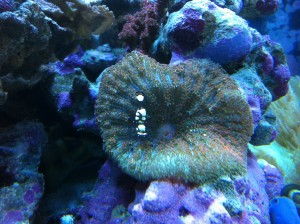 White Spotted Anemoneshrimp and Mini Carpet Anemone