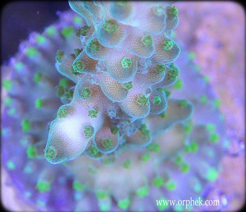 Acropora Coral From Orphek