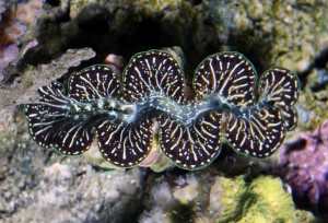 Black and White Maxima Clam