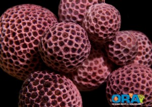ORA Red Goniopora Balls