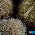 ORA Variegated Sea Urchin Group