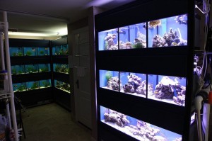 Orphek LED Lights at LFS