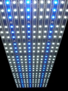 Special Sfiligoi Genesis LED Fixture