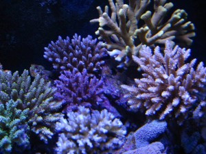 Wild Acropora Colonies