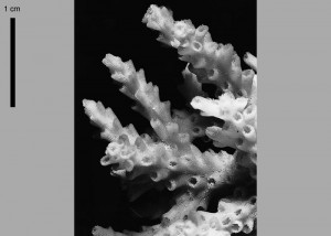 Acropora plana skeletal image