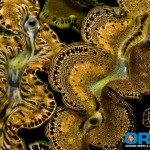 ORA Aquacultured Tridacna Clam
