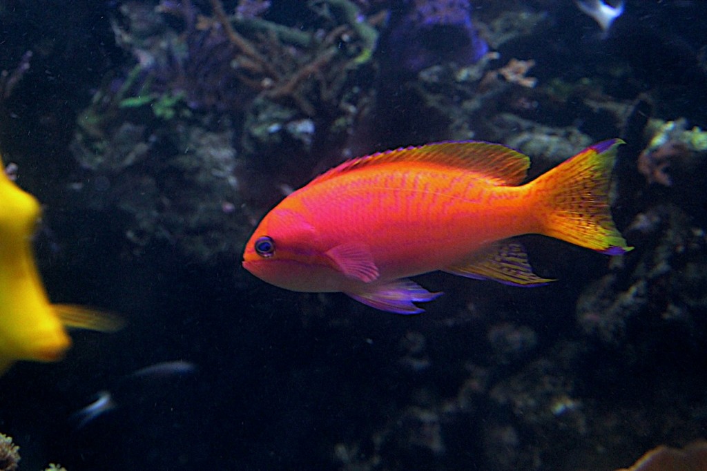 Aquanerd POTW, Bimaculatus Anthias, Pseudanthias bimaculatus | AquaNerd