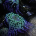 Coldwater Anemone