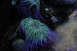 Anemone at London Sea Life Aquarium