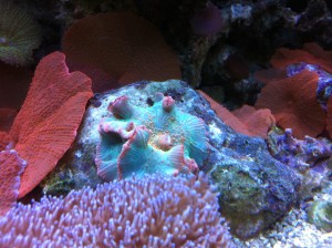Green and Pink Discosoma Mushroom Coral