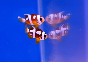 Picasso Clarki Clownfish
