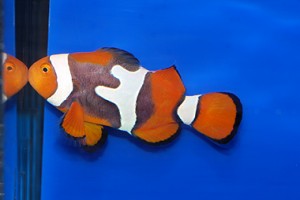 Wild Percula Clownfish with Unusual Stripes