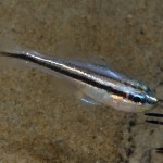 New Apogon Cardinalfish