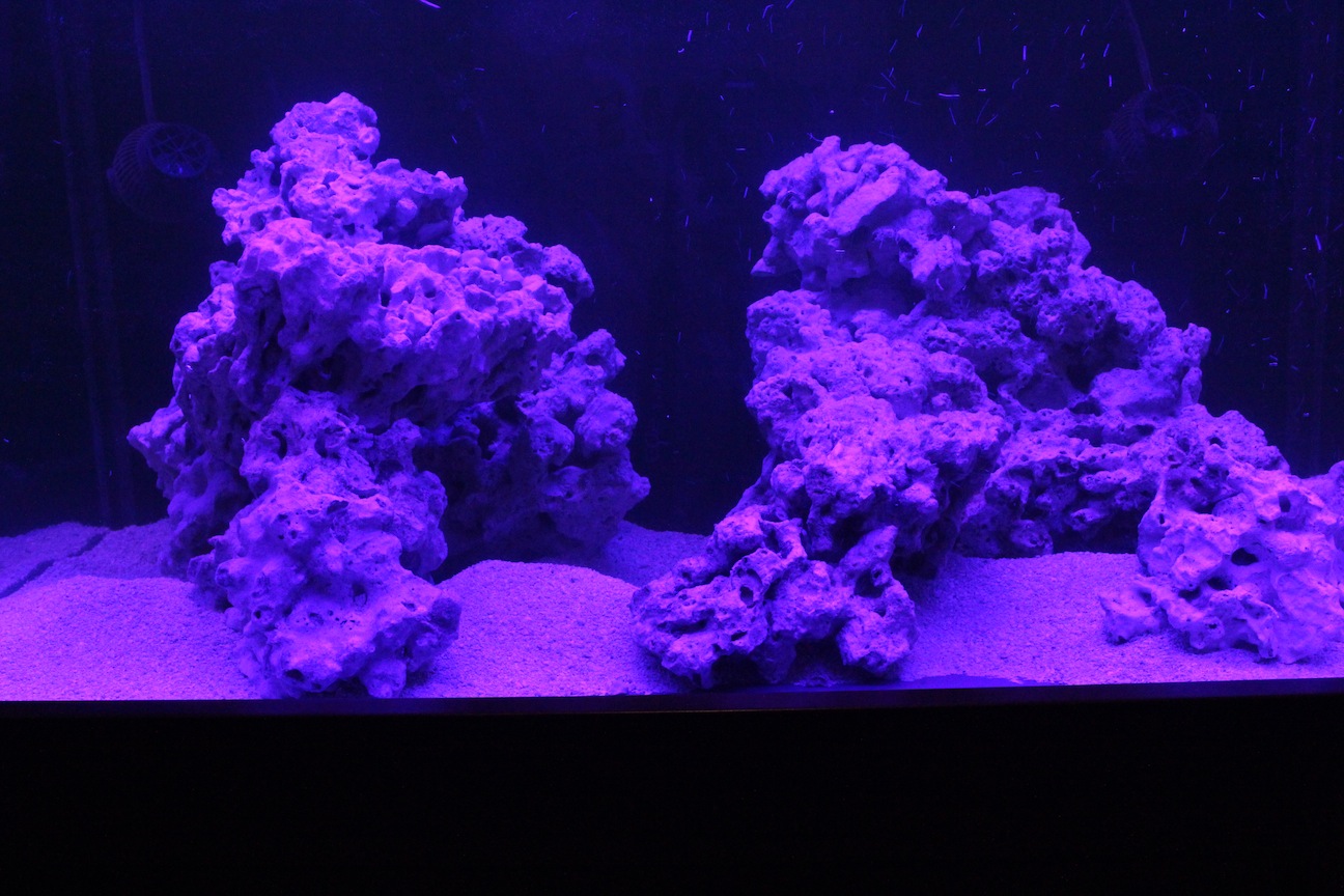 Aquarium Under 445nm Stunner Strips