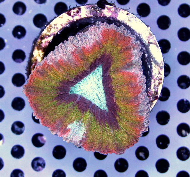 Jawbreaker Rainbow Lobophyllia