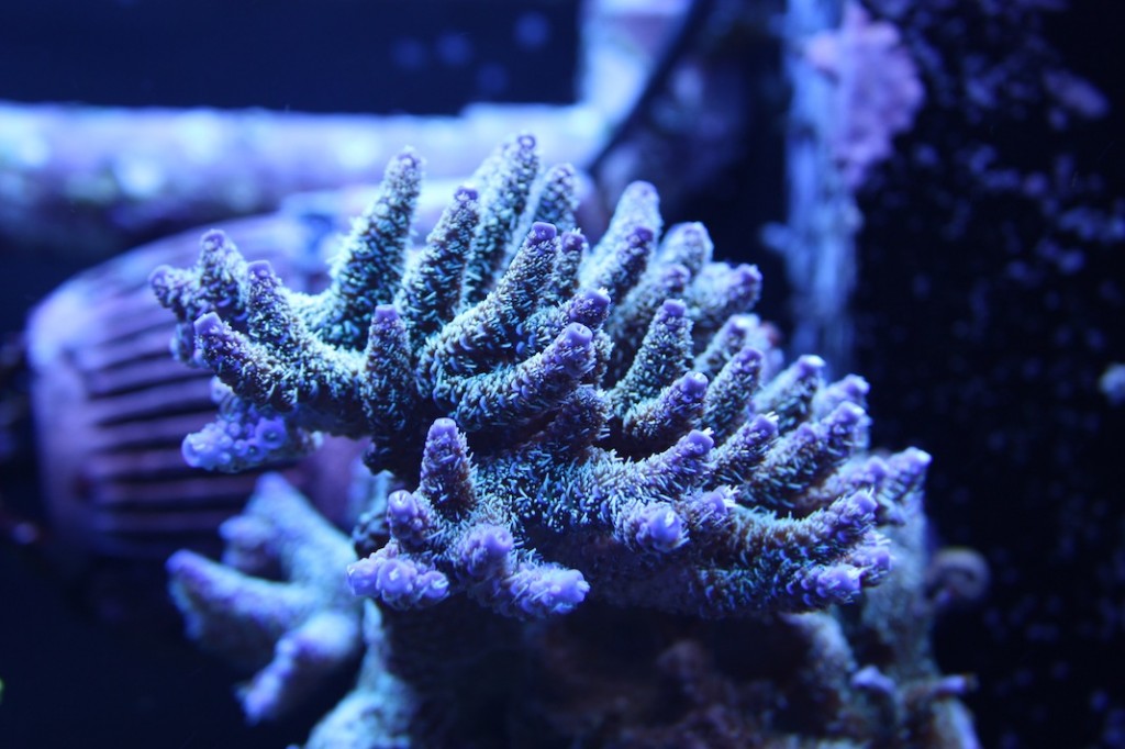 Picture of the Week, Blue Acropora millepora | AquaNerd