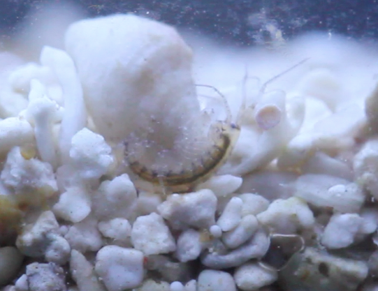 Amphipod in Reef Aquarium