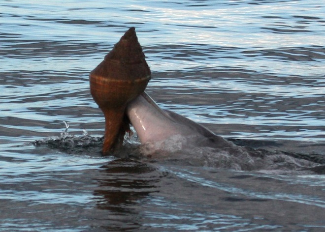 Dolphin with Conch Shell
