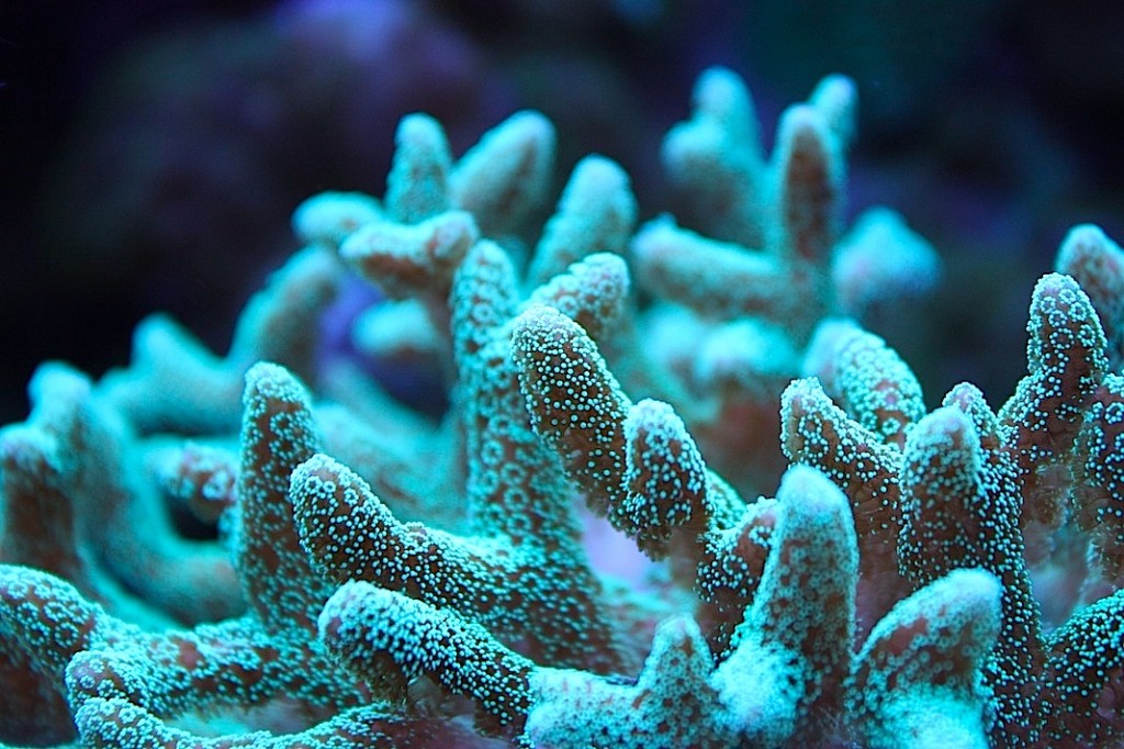 Picture of the Week, Neon Green Birdsnest Coral | AquaNerd