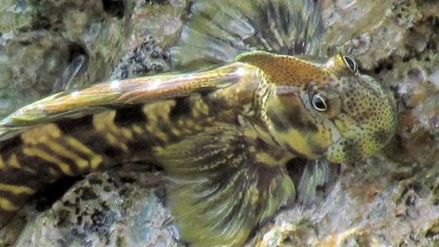 Pacific Leaping Blenny, Alticus arnoldorum