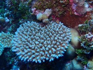 Wild Acropora Colony