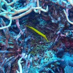 Wild Yellow Pipefish