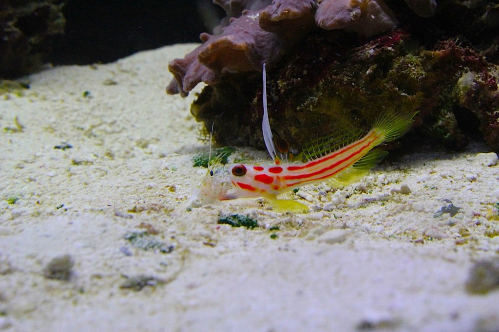 Picture Of The Week, Yasha Shrimp Goby (Stonogobiops Yasha) | AquaNerd