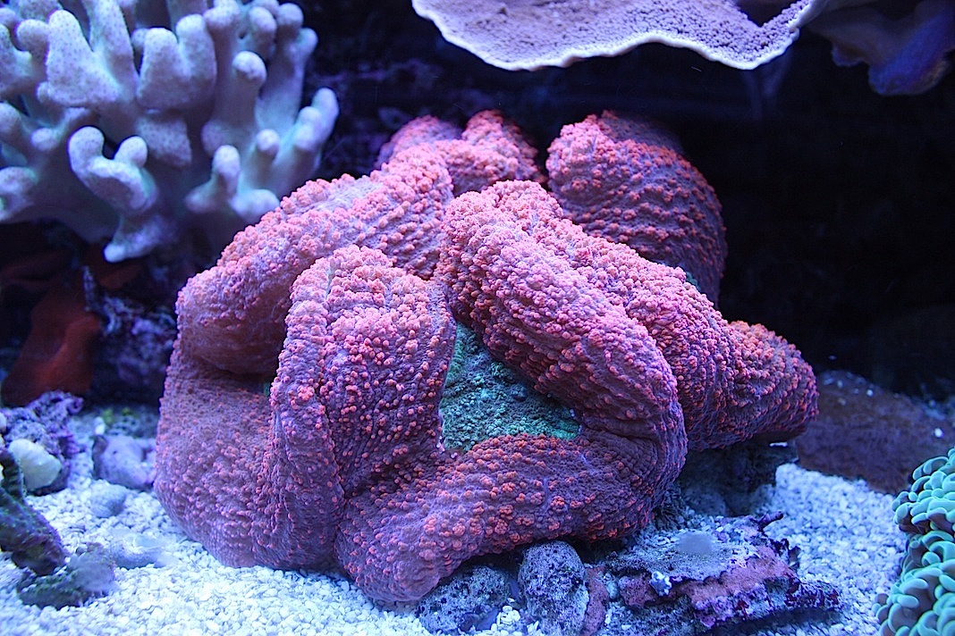 Red and Green Lobophyllia