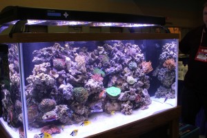 Reef Under Coralife LED Aqualight