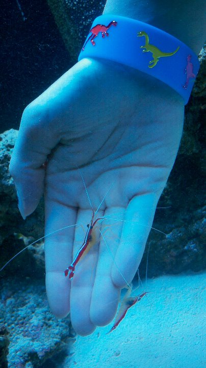 Scarlet Skunk Cleaner Shrimp Cleaning Hand