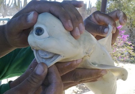 Cyclops Shark Fetus