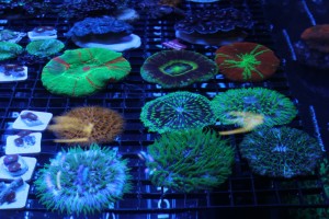 Gorgeous LPS Corals at MACNA