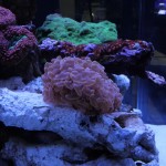 Hammer Coral Under ATI Dimmable Sunpower