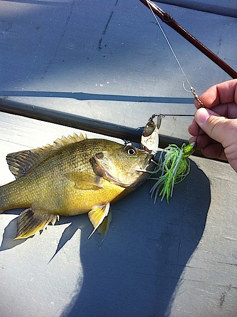 Large Perch Caught with Spinnerbait