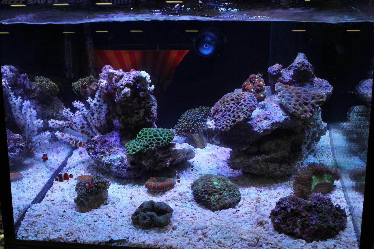 Reef Display Under Mazarra LED