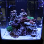 Reef Tank Under ATI Dimmable Sunpower