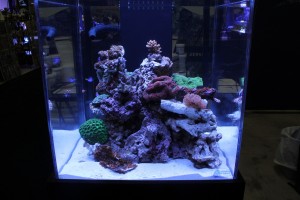 Reef Tank Under ATI Dimmable Sunpower